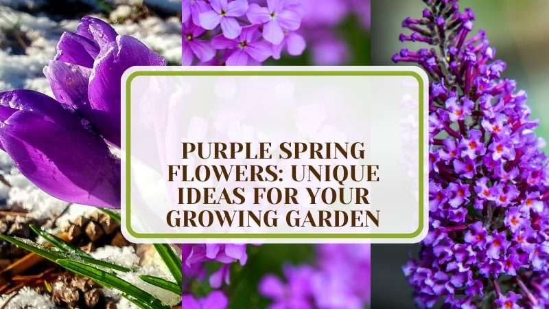 Unique Spring Flower Ideas for Your Growing Garden Plant America 44 Purple Spring Flowers: Unique Flower Ideas for Your Growing Garden
