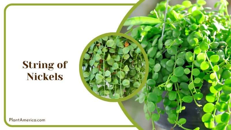 Unique String of Nickels Plant America
