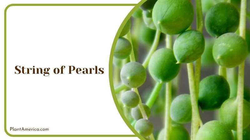 Unique String of Pearls Plant America