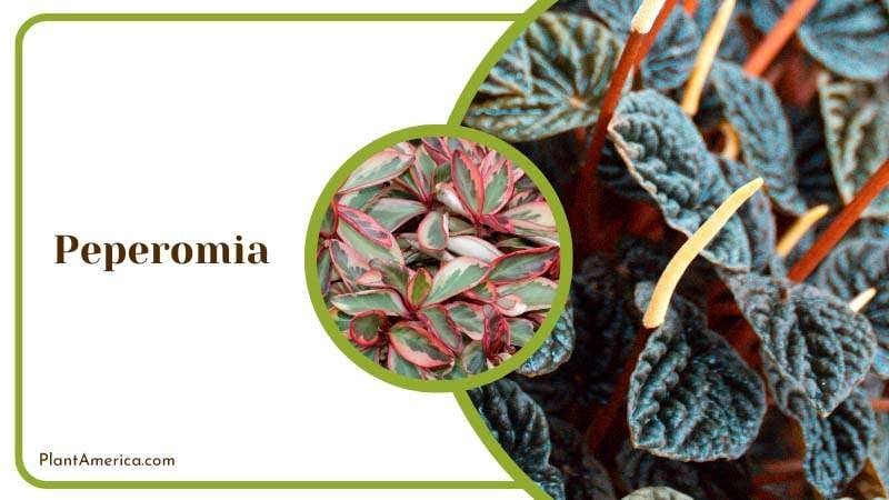 Unique Texture of Peperomia Plant America
