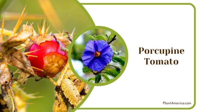 Unique Texture of Porcupine Tomato Plant America