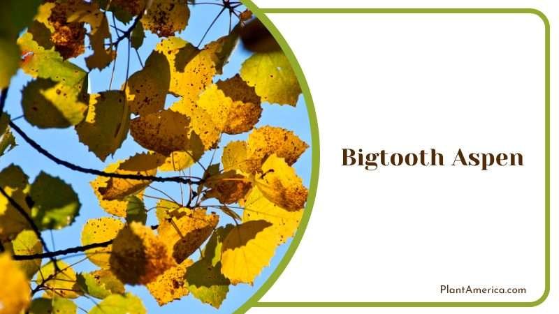 Unique and Fast Growing Tree PlantAmerica