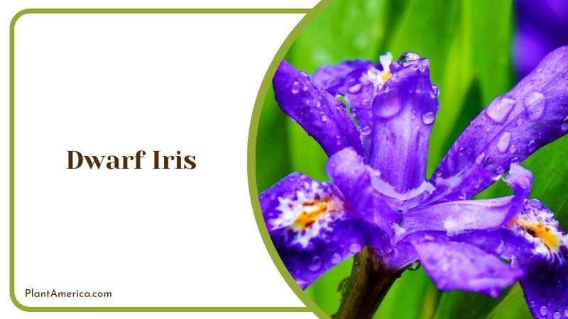 Unique and Rarest Dwarf Iris Flower Plant America