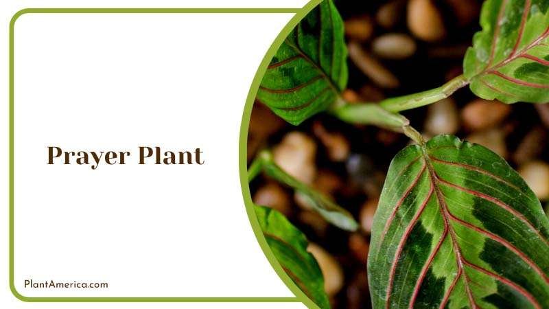 Uniquely Shaped Houseplant Plant America