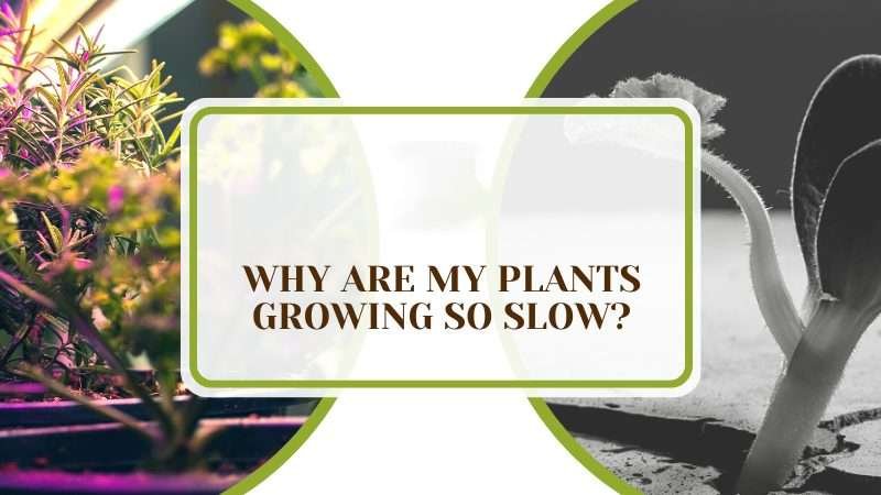 Unlocking the Mystery of Slow Growing Plants Plant America Why Are My Plants Growing So Slow? Reasons and Solutions