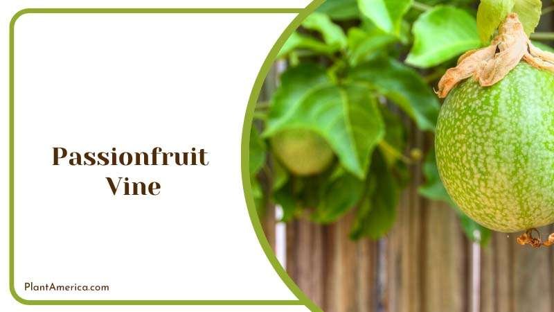 Unripe Passionfruit on Vine Plant America Unripe Passionfruit on Vine Plant America