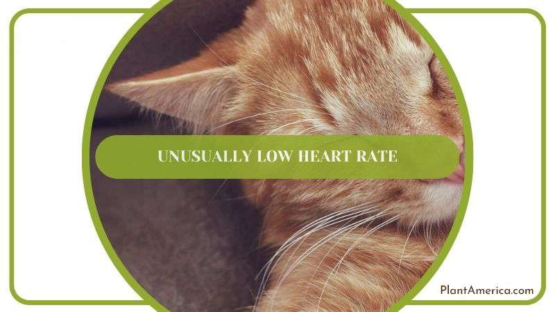 Unusually Low Heart Rate Plant America