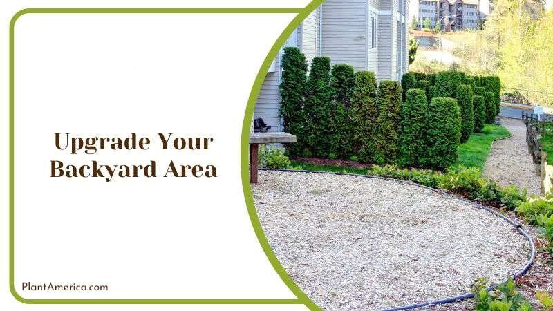 Upgrade Your Backyard Area PlantAmerica