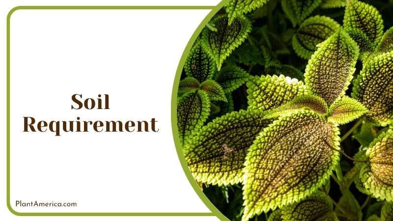 Urticaceae Pilea moon valley Panamiga friendship plant Plant America