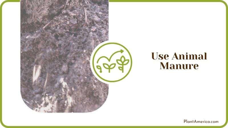 Use Animal Manure