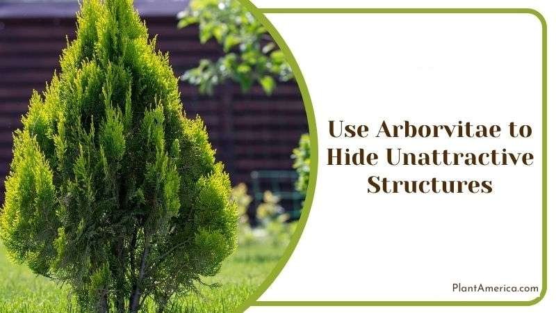 Use Arborvitae to Hide Unattractive Structures Plant America Use Arborvitae to Hide Unattractive Structures Plant America