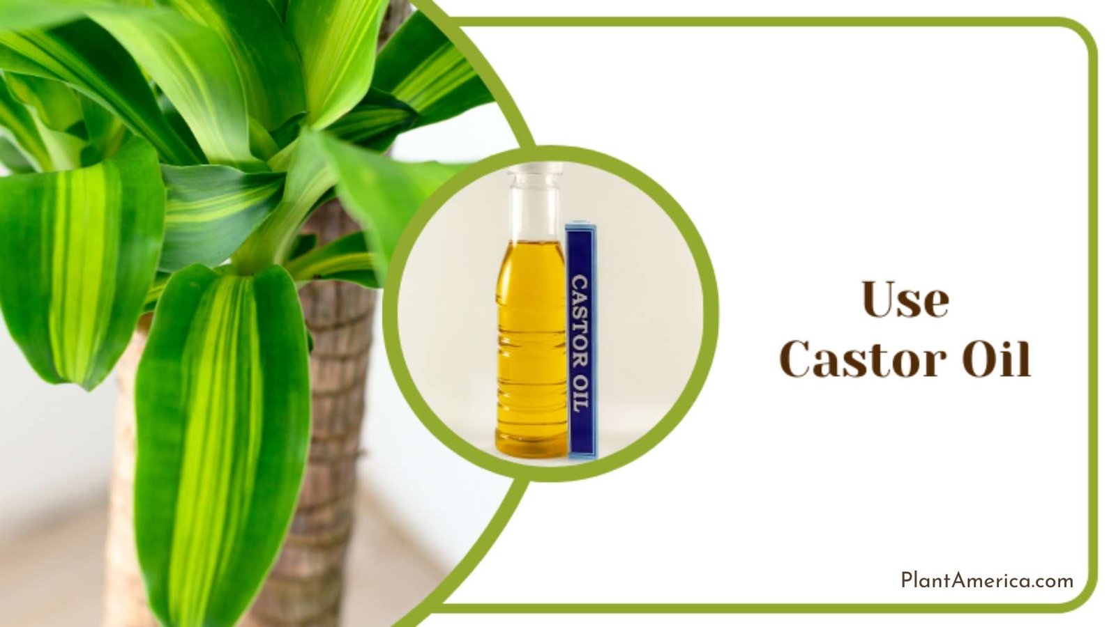 Use Castor Oil Plant America