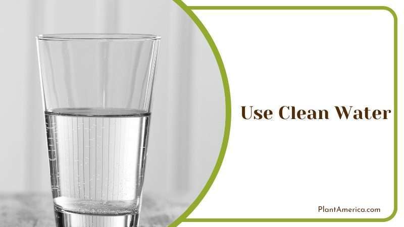 Use Clean Water Plant America Use Clean Water Plant America