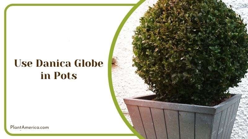 Use Danica Globe in Pots Plant America Use Danica Globe in Pots Plant America