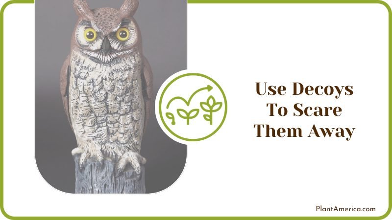 Use Decoys To Scare Them Away Plant America