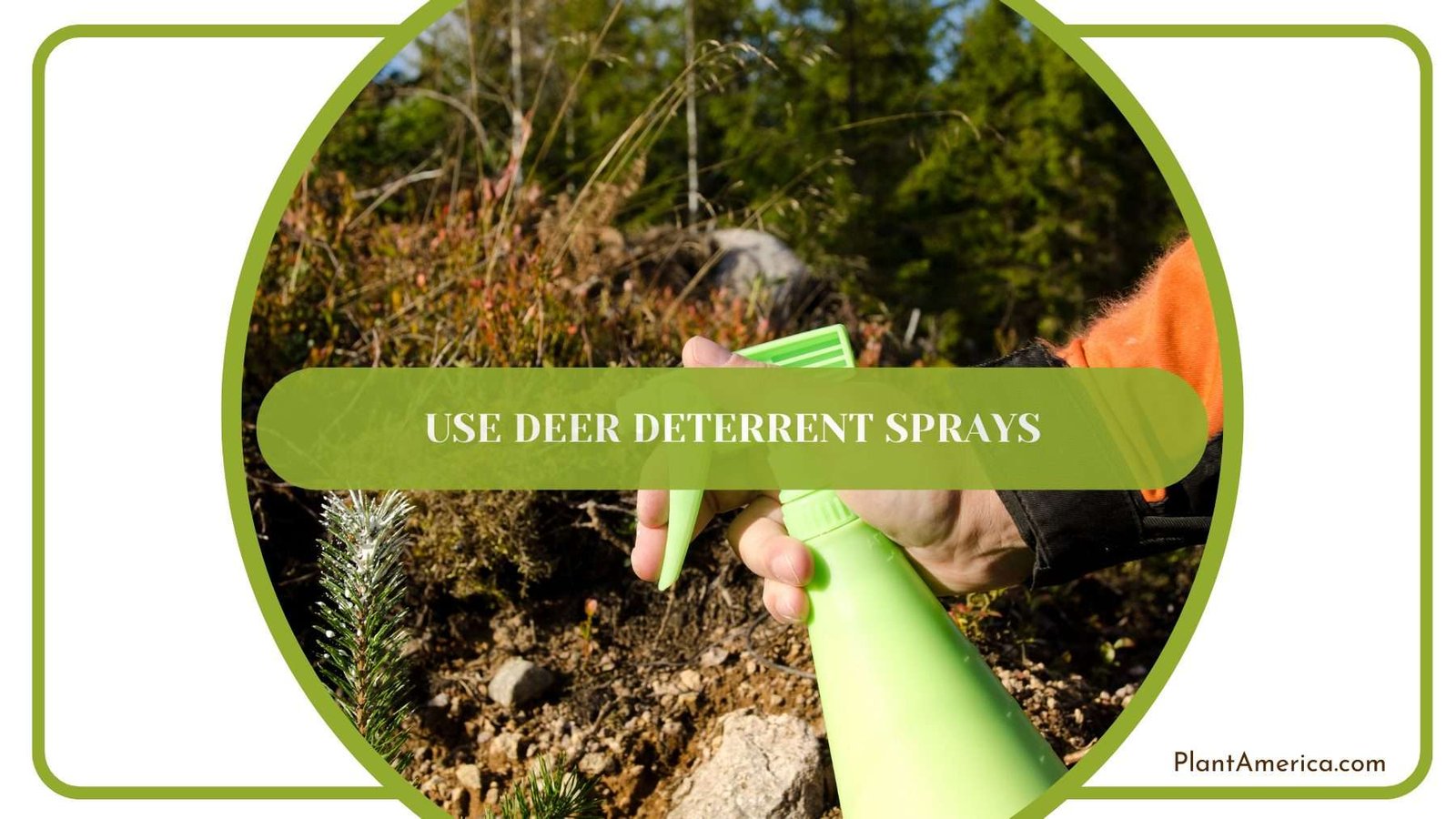 Use Deer Deterrent sprays On Wood Plant America