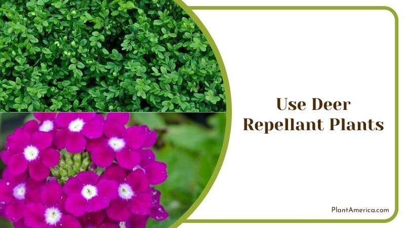 Use Deer Repellant Plants Plant America Use Deer Repellant Plants Plant America
