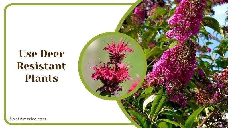 Use Deer Resistant Plants Plant America
