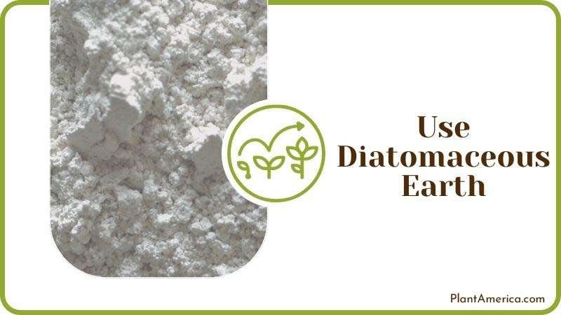 Use Diatomaceous Earth Plant America