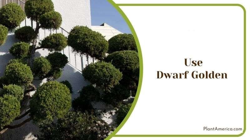 Use Dwarf Golden Plant America Use Dwarf Golden Plant America