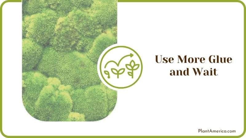 Use Glue Moss Wall Plantamerica