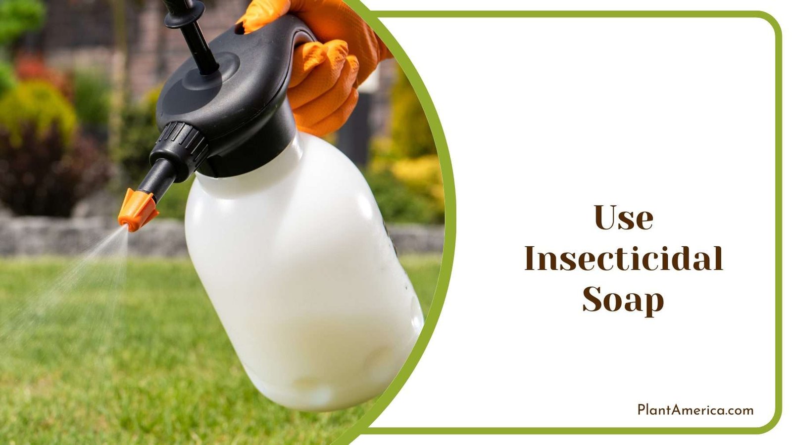 Use Insecticidal Soap Plant America