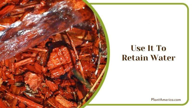 Use It To Retain Water PlantAmerica