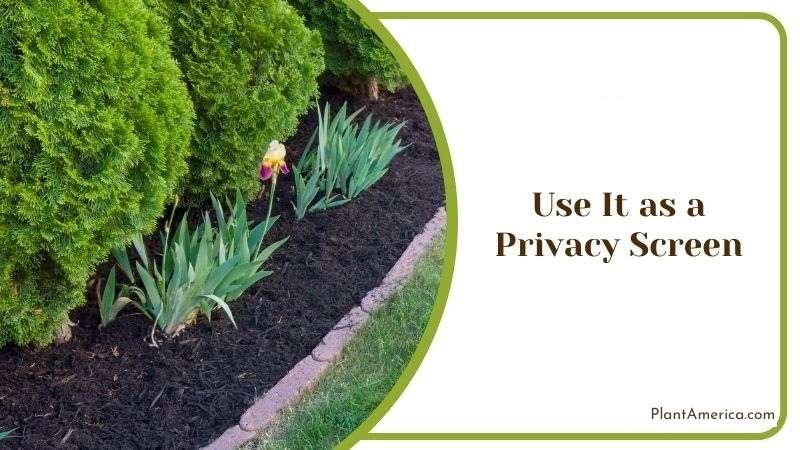 Use It as a Privacy Screen Plant America Use It as a Privacy Screen Plant America