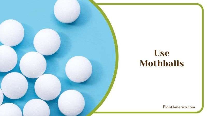 Use Mothballs Plantamerica