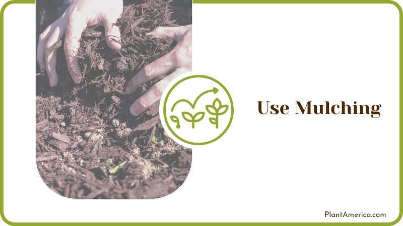 Use Mulching with Clay Soil Plant America