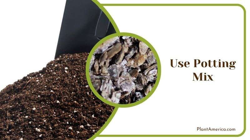 Use Potting Mix PlantAmerica