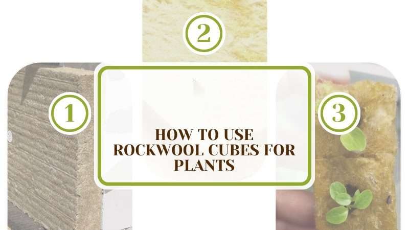 Use Rockwool Cubes for Plants Plant America How To Use Rockwool Cubes for Plants: The Steps To Follow