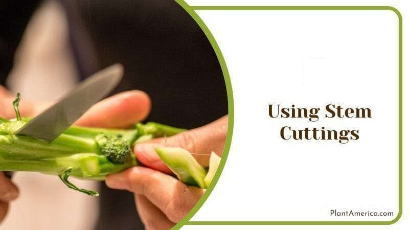 Use Stem Cuttings Plant America