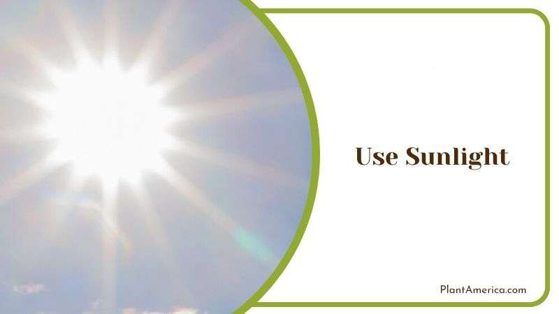 Use Sunlight Plant America