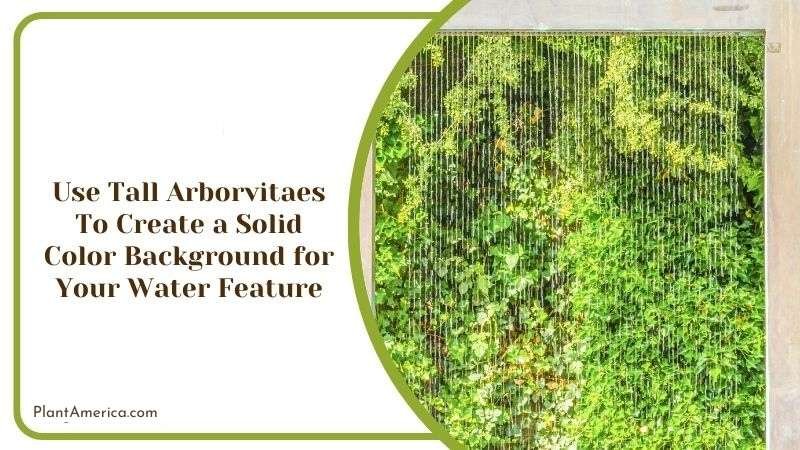 Use Tall Arborvitaes To Create a Solid Color Background for Your Water Feature Plant America Use Tall Arborvitaes To Create a Solid Color Background for Your Water Feature Plant America