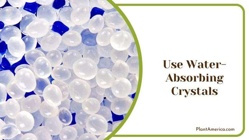 Use Water Absorbing Crystals Plant America Use Water Absorbing Crystals Plant America