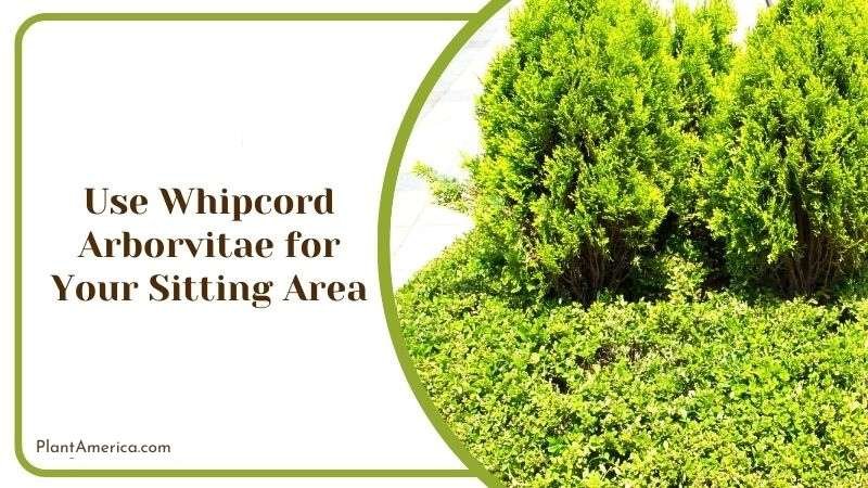 Use Whipcord Arborvitae for Your Sitting Area Plant America Use Whipcord Arborvitae for Your Sitting Area Plant America