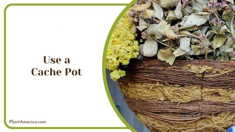 Use a Cache Pot Plant America