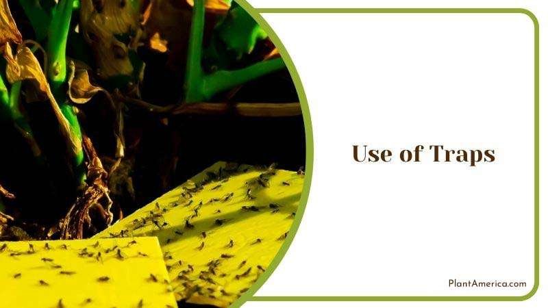 Use of Traps Plant America