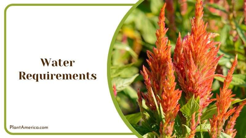 Use rainwater or filtered water Plant America