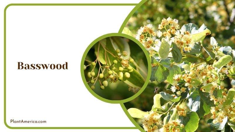 Useful Basswood Tree Plant America