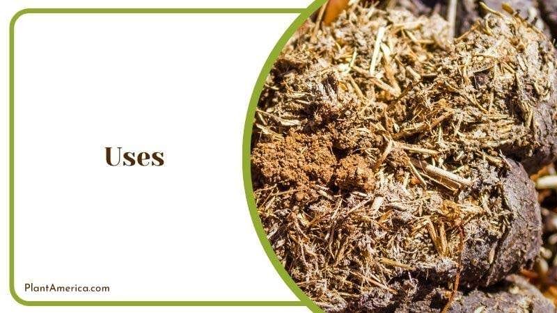 Uses of Chicken Manure Plant America