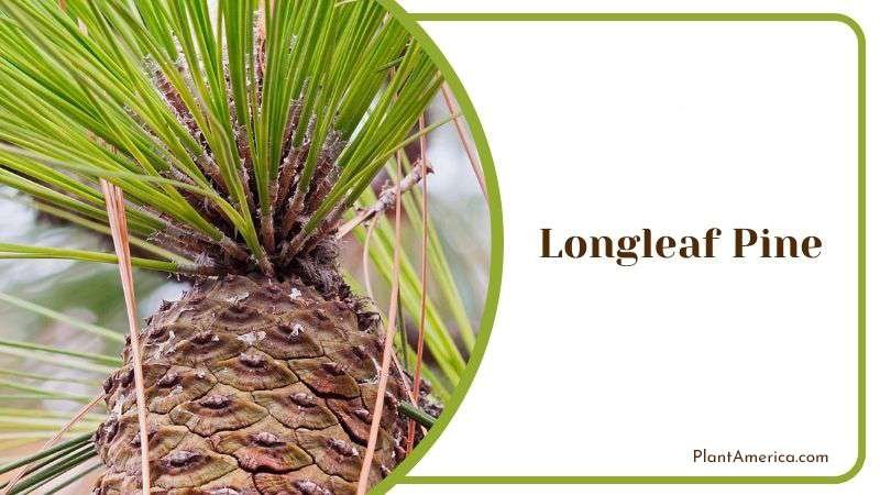 Uses of Longleaf Pine Tree PlantAmerica Uses of Longleaf Pine Tree PlantAmerica