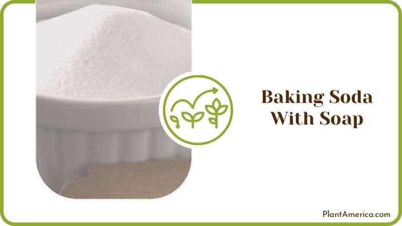 Using Baking Soda With Soap Plant America