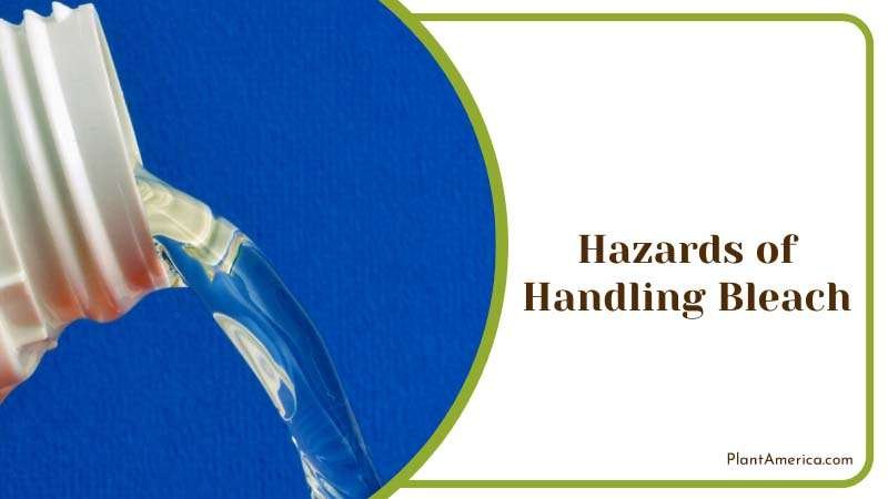 Using Bleach For Weed Control Plant America