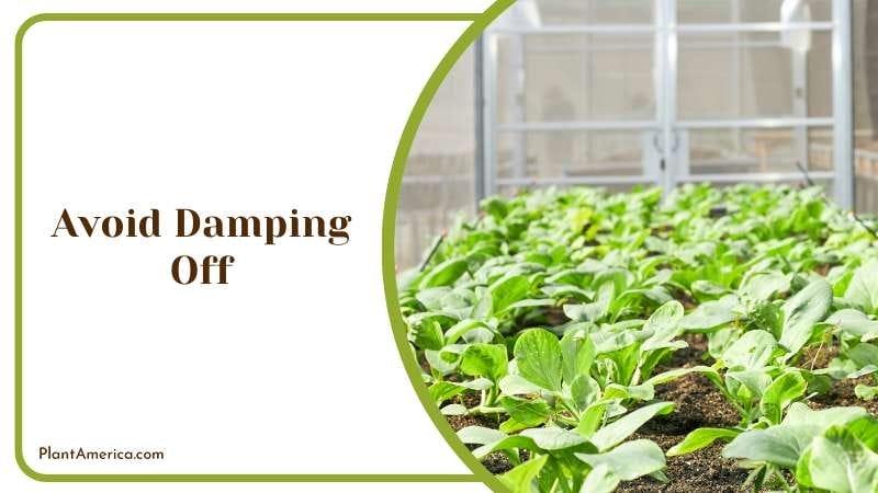 Using Cinnamon In Gardens Plant America