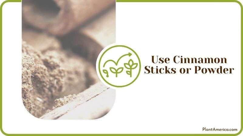 Using Cinnamon Sticks for Pests Plant America
