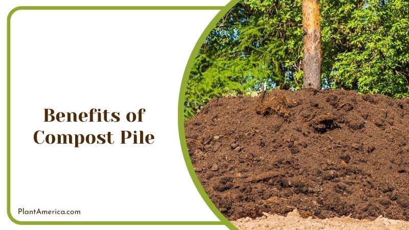 Using Compost Pile Plant America