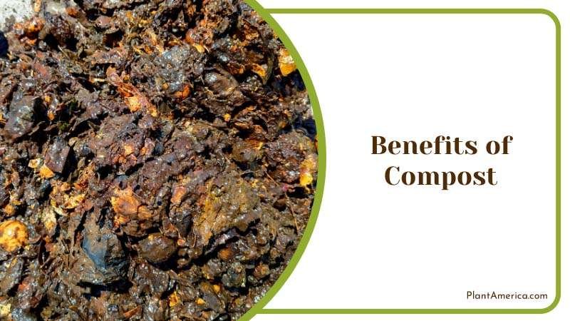 Using Compost for Plants Plant America