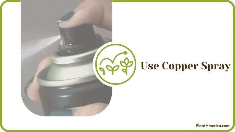 Using Copper Spray to Kill Slugs Plant America